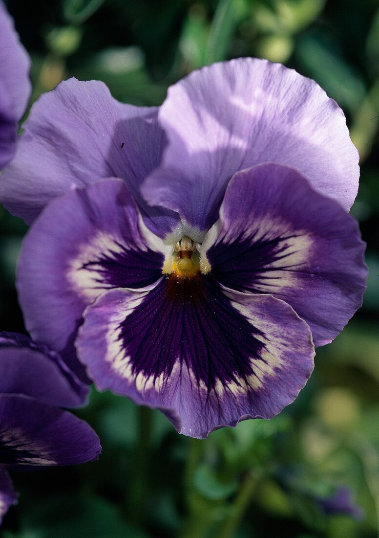 Viola x wittrockiana