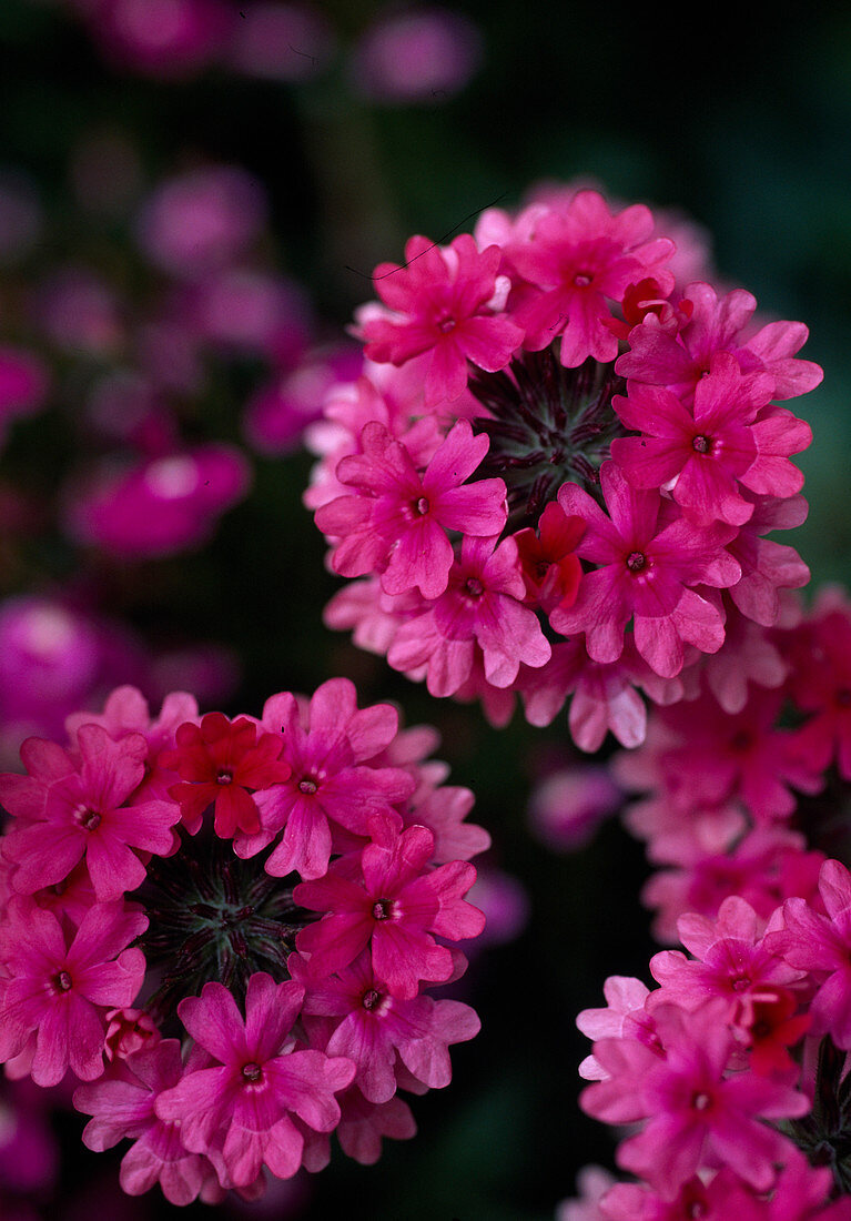 Verbena Tenera 'Cleopatra'