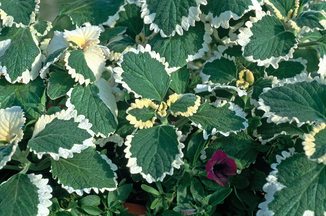 Plectranthus ciliatus