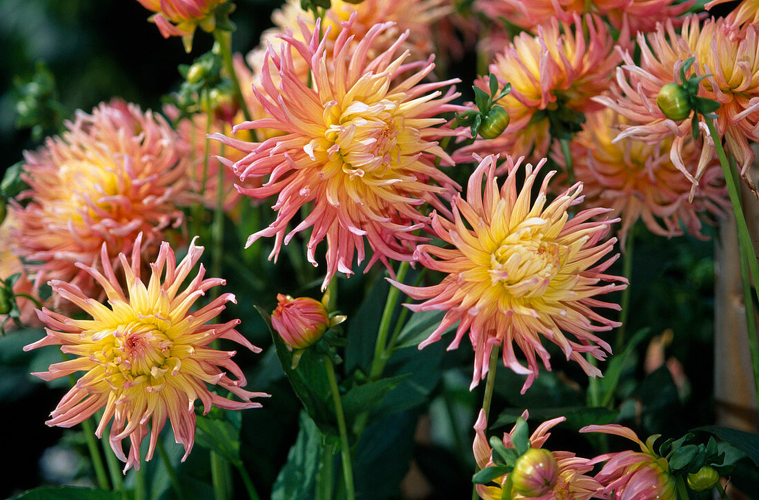 Cactus dahlia 'Alfred Grille'