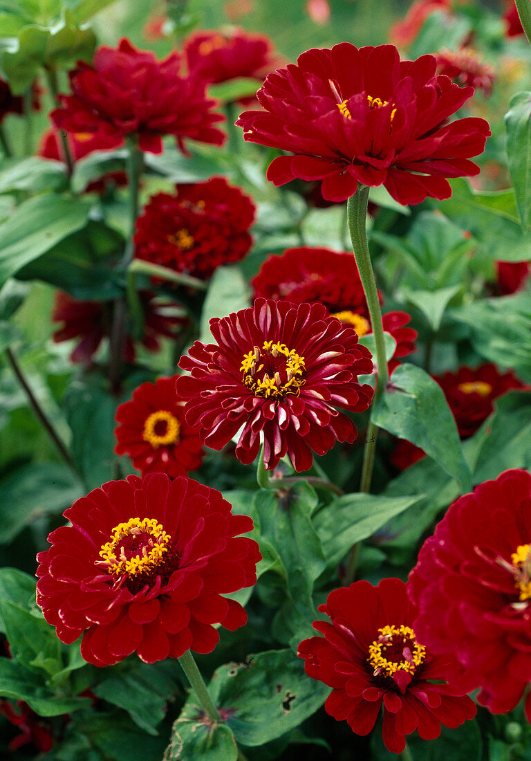 Zinnia violacea 'Meteor'