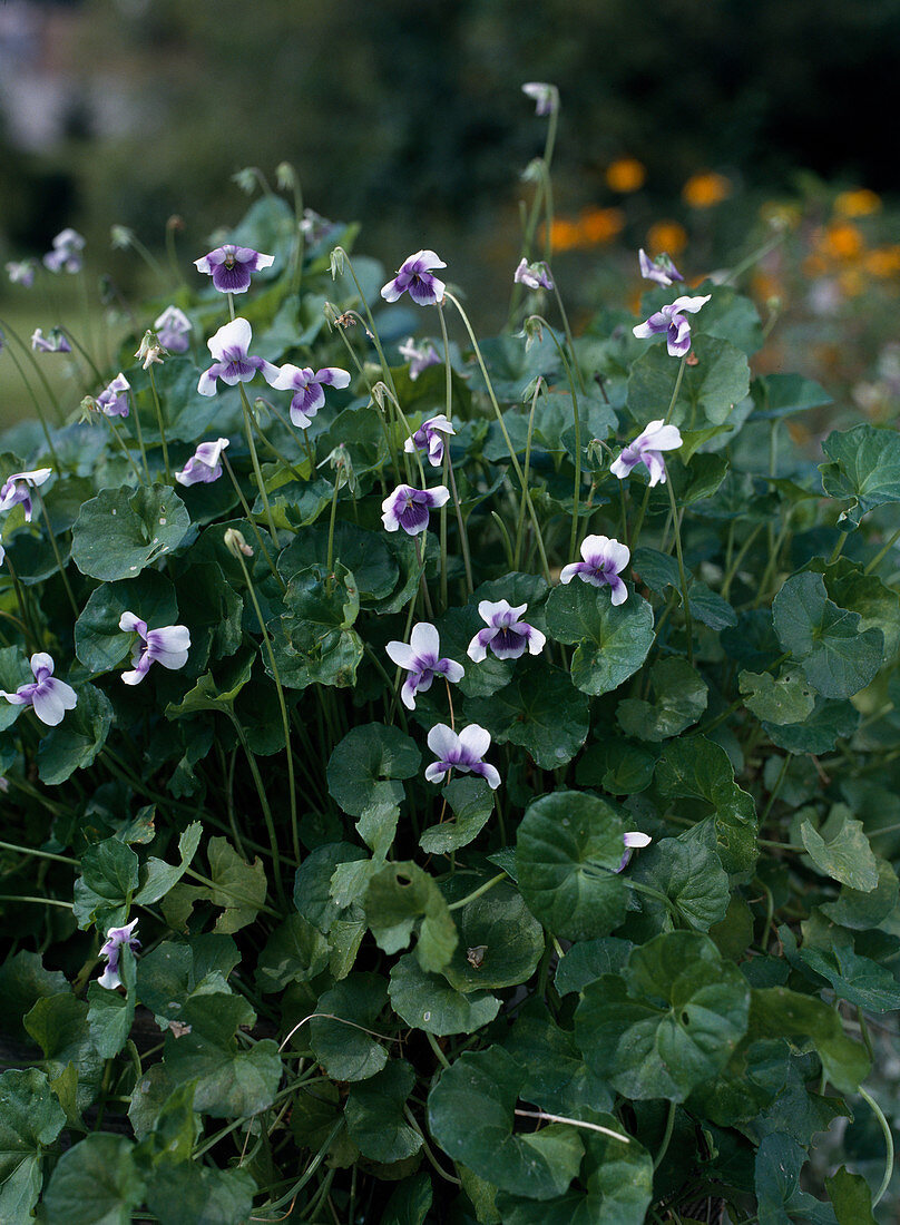 Viola hederacea syn Viola reniforme (Australian Violet)