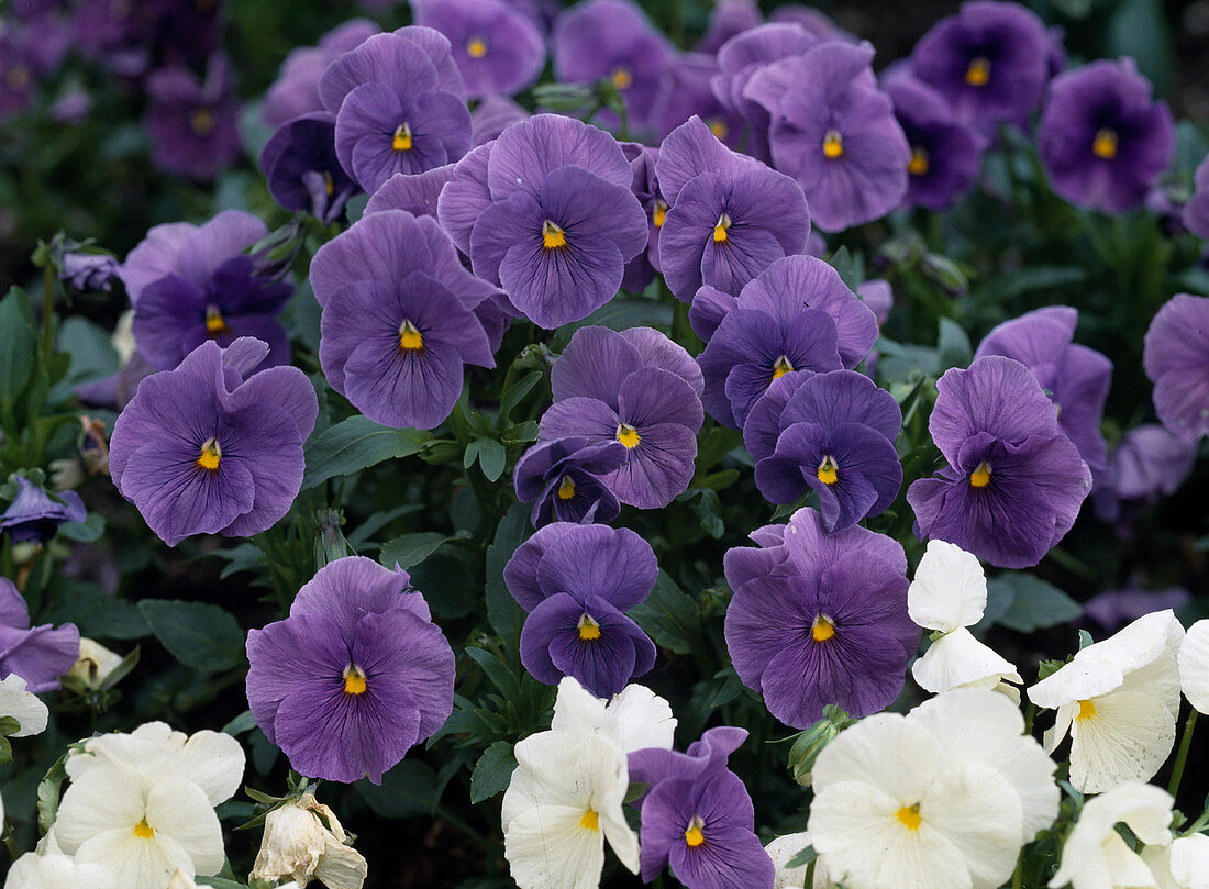 Viola x wittrockiana 'Giant Harbinger Sky Blue'