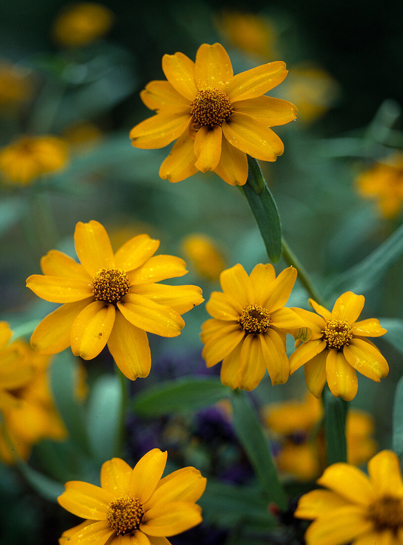 Zinnia haageana