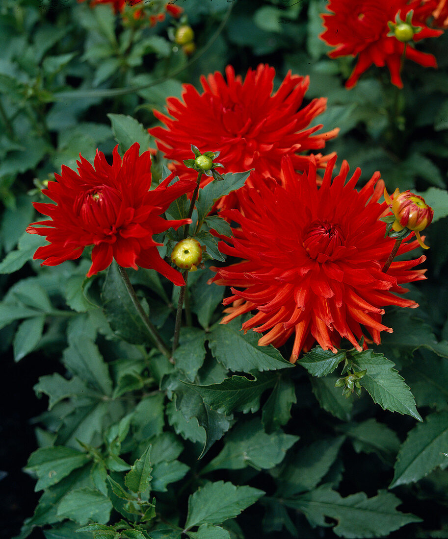 Decorative dahlia