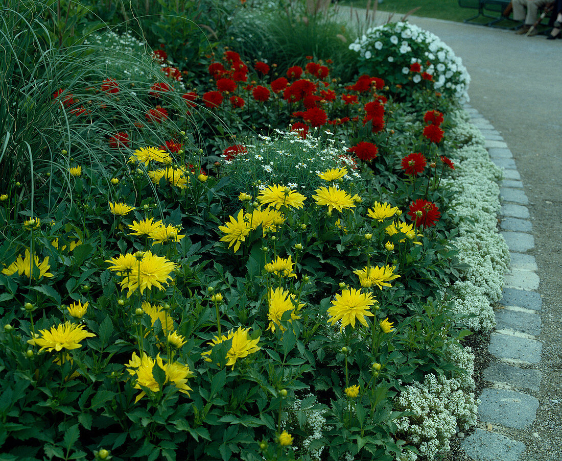 Dahlien 'München' und 'Linz'