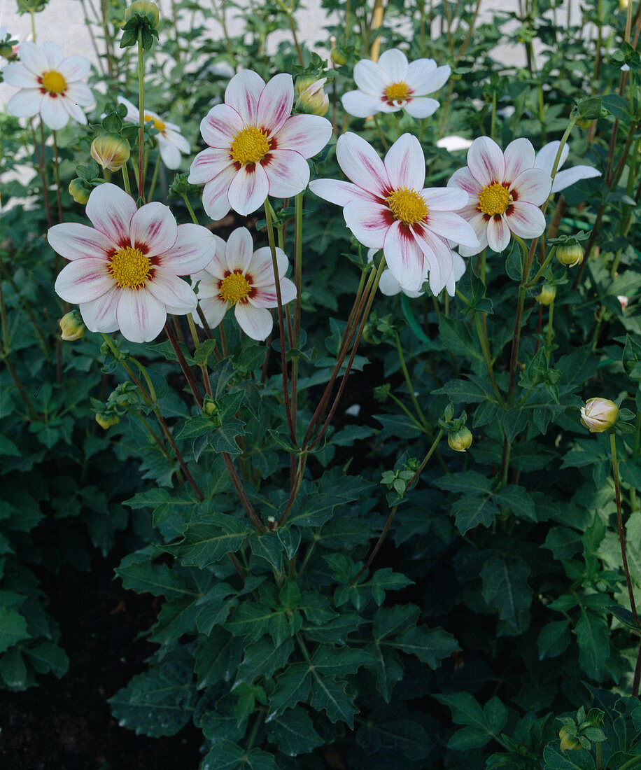 Single flowered dahlia 'White Goblin'