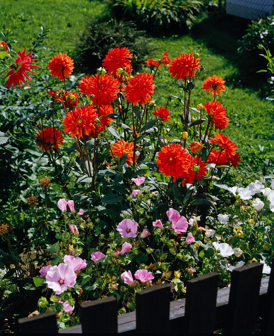 Dahlias and cup mallow by the fence