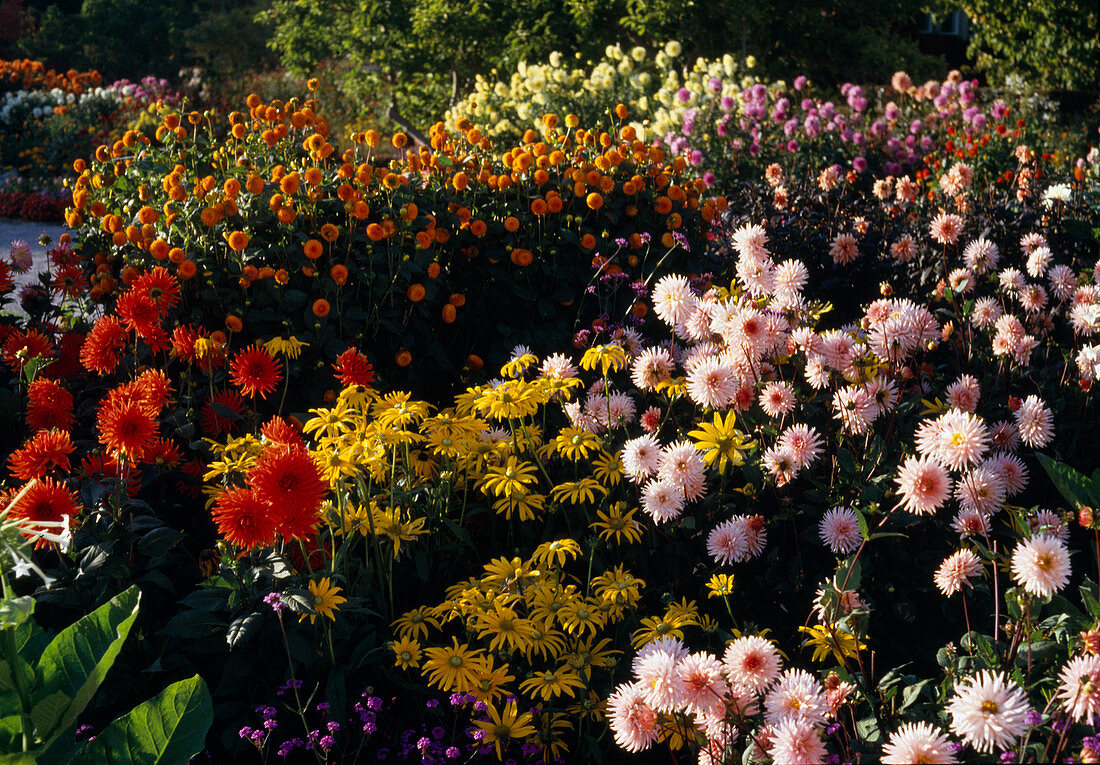 Cactus dahlia 'Angelique'