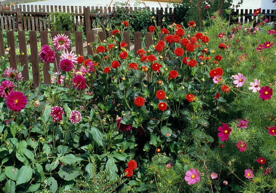 Dahlias in garden