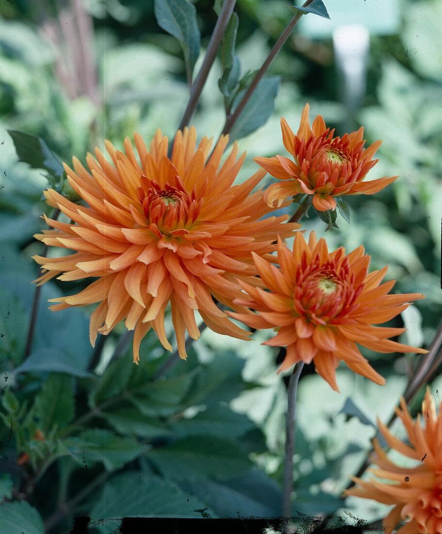 Dahlia 'Ludwig Helfert' (Kaktusdahlie)