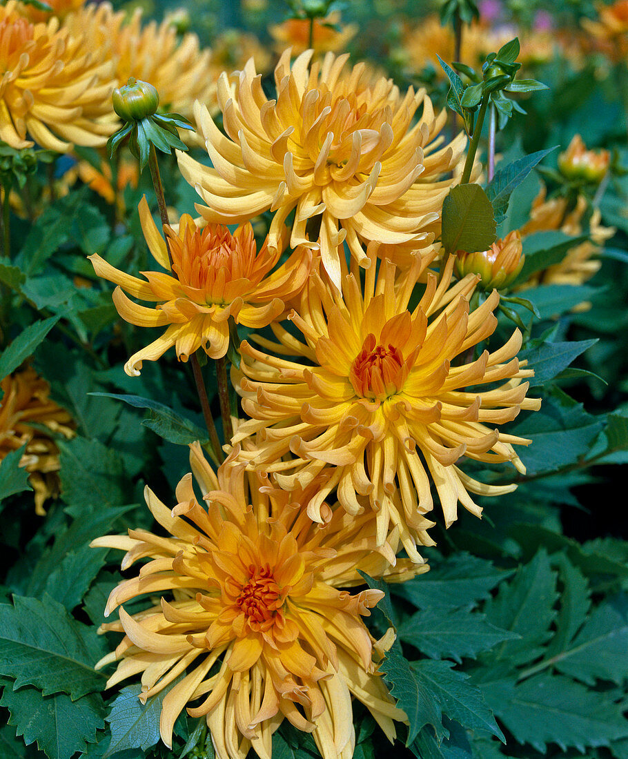 Cactus dahlia 'Garden Party'