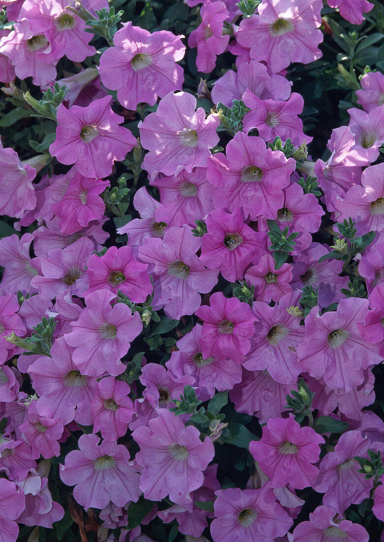 Petunia surfinia 'Pastel Surfinia'