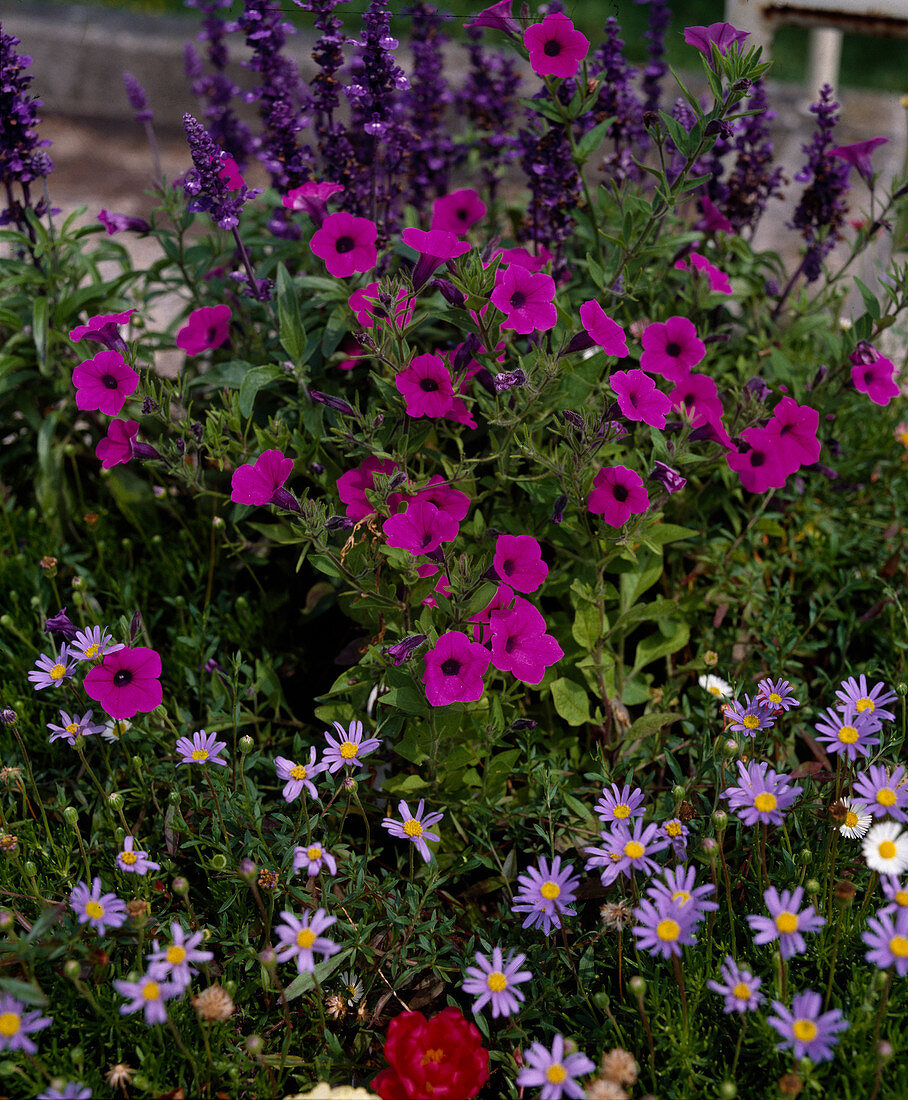 Petunia violacea