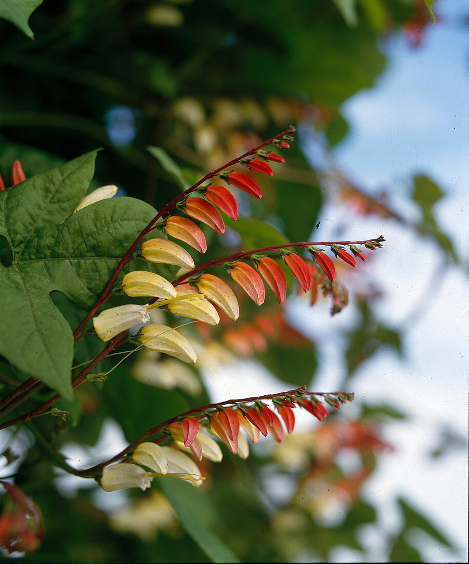 Quamoclit lobata