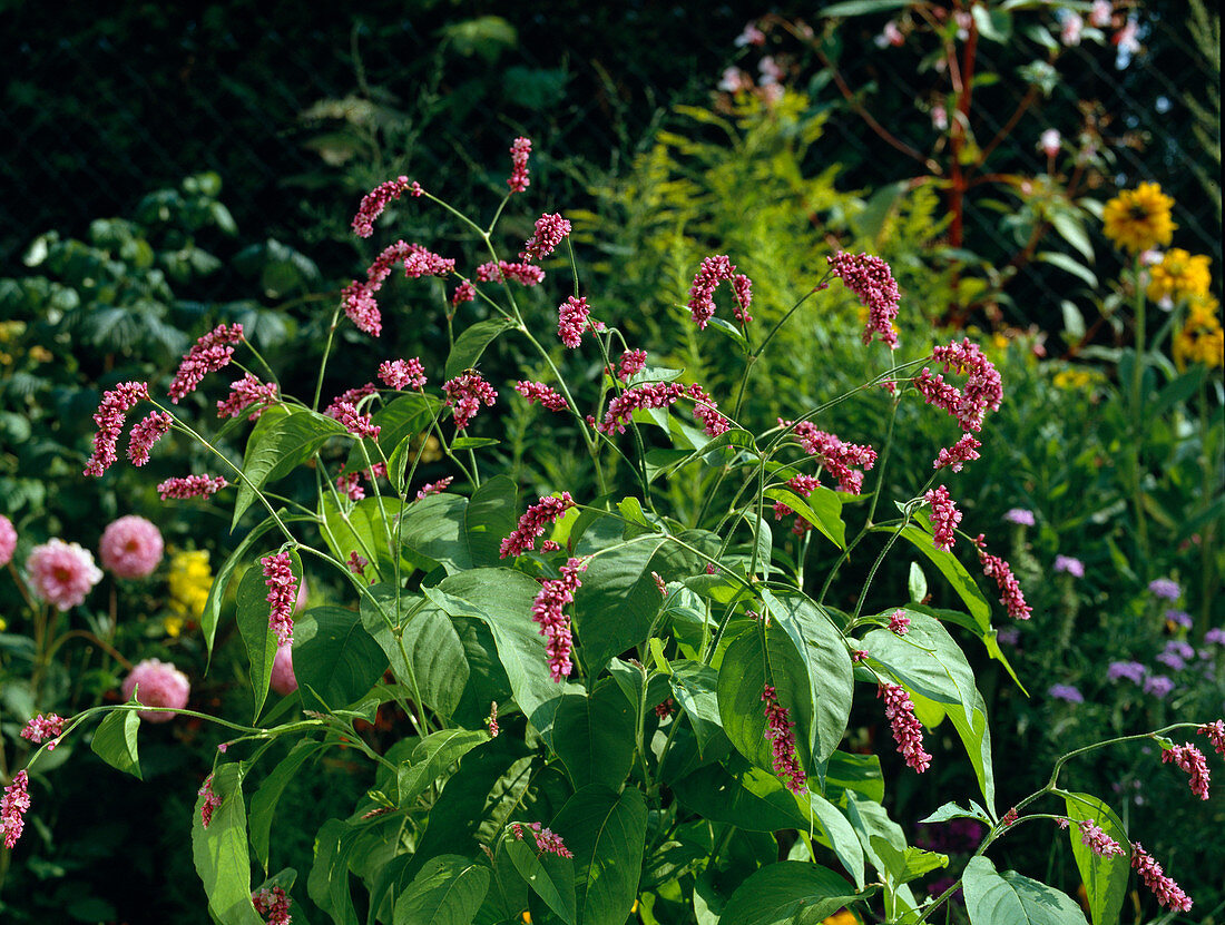 Polygonum orientale