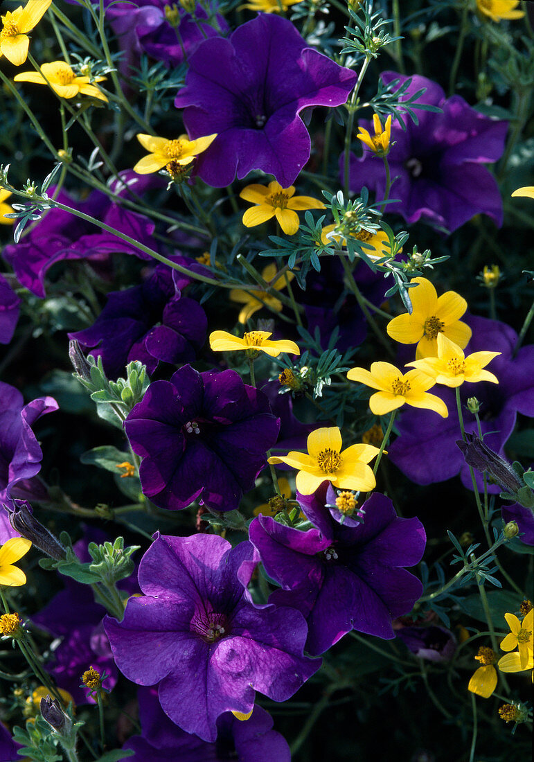 Petunia 'Blue Surfinia'