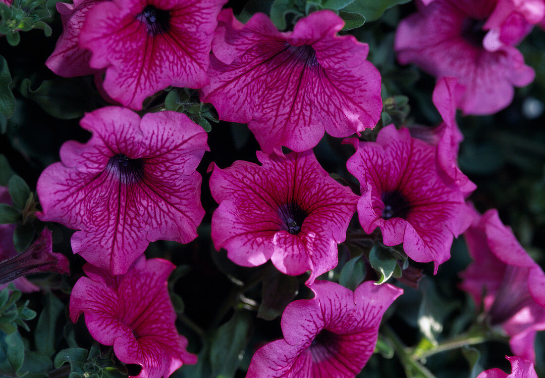 Surfinia petunia 'Hot Pink'