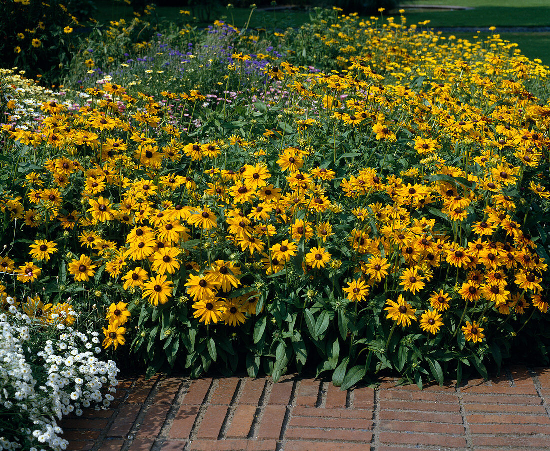 Rudbeckia hirta 'Marmalade'