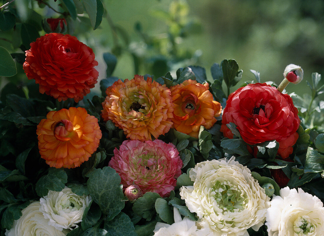 Ranunculus asiaticus