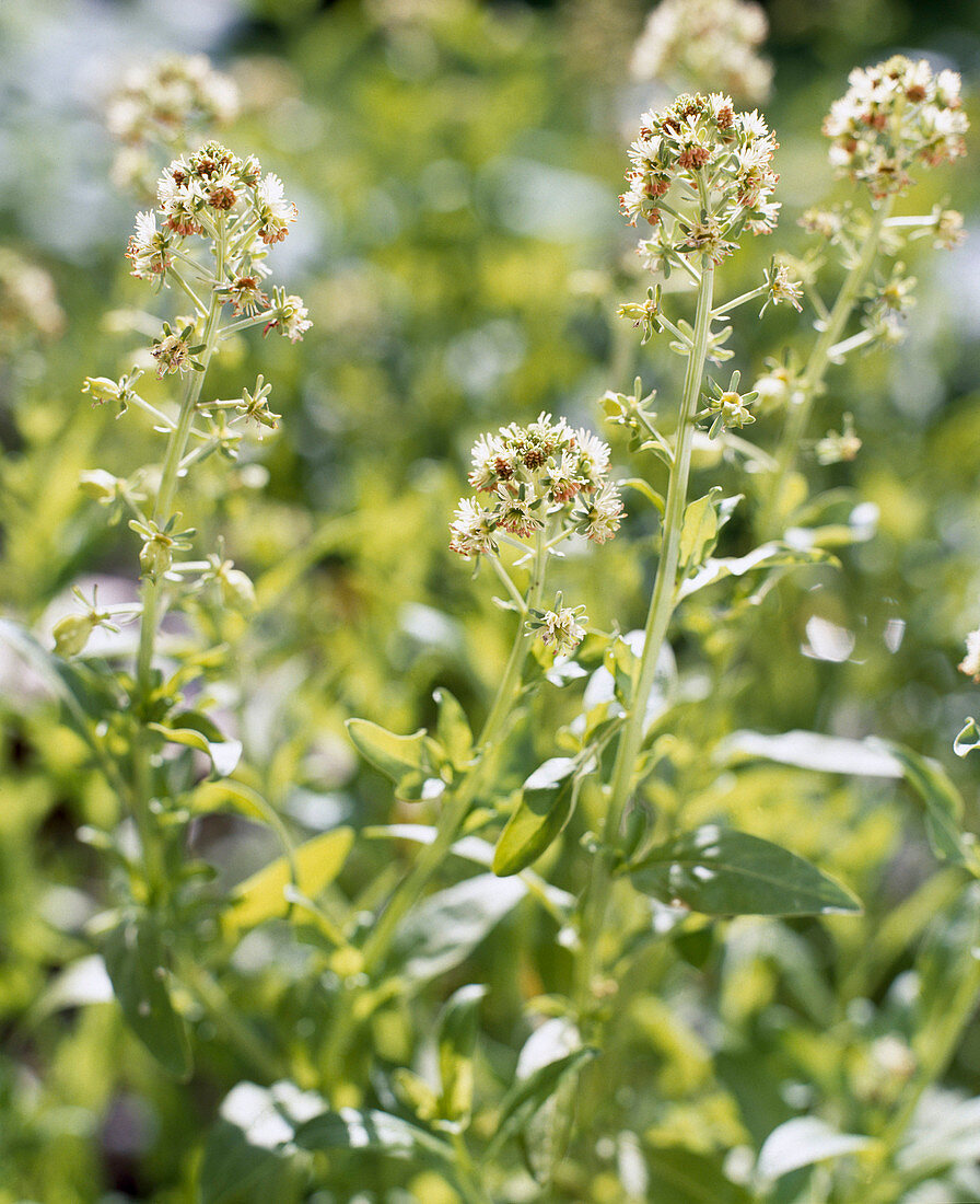 Reseda Odorata