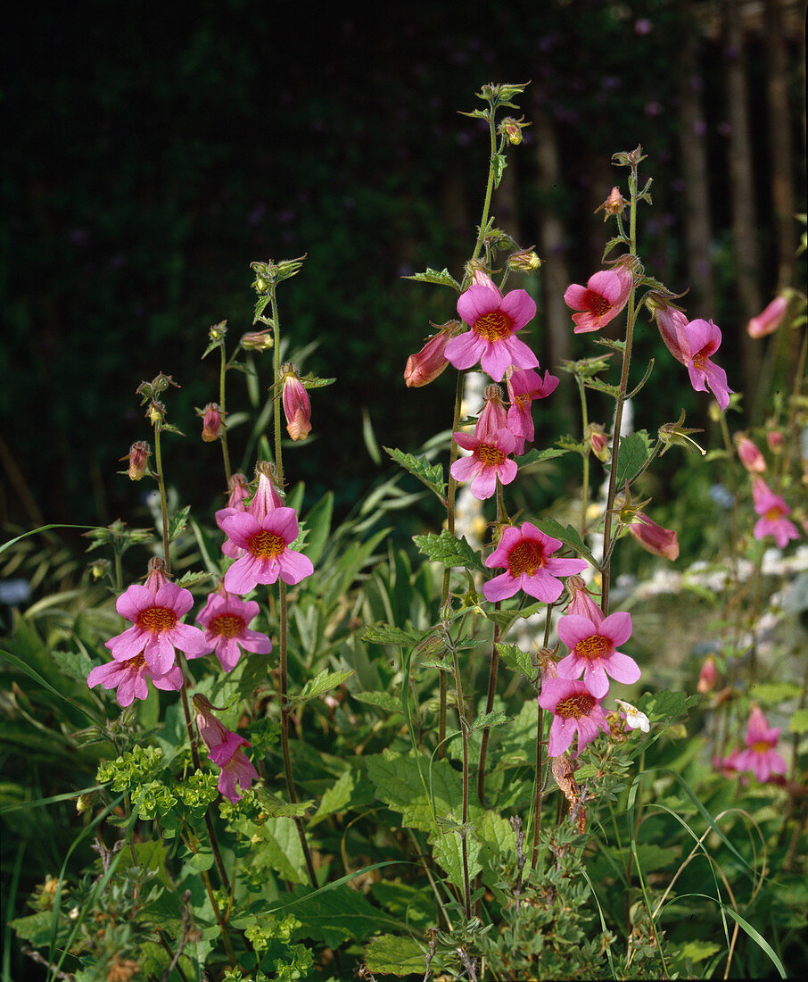 Rehmannia elata