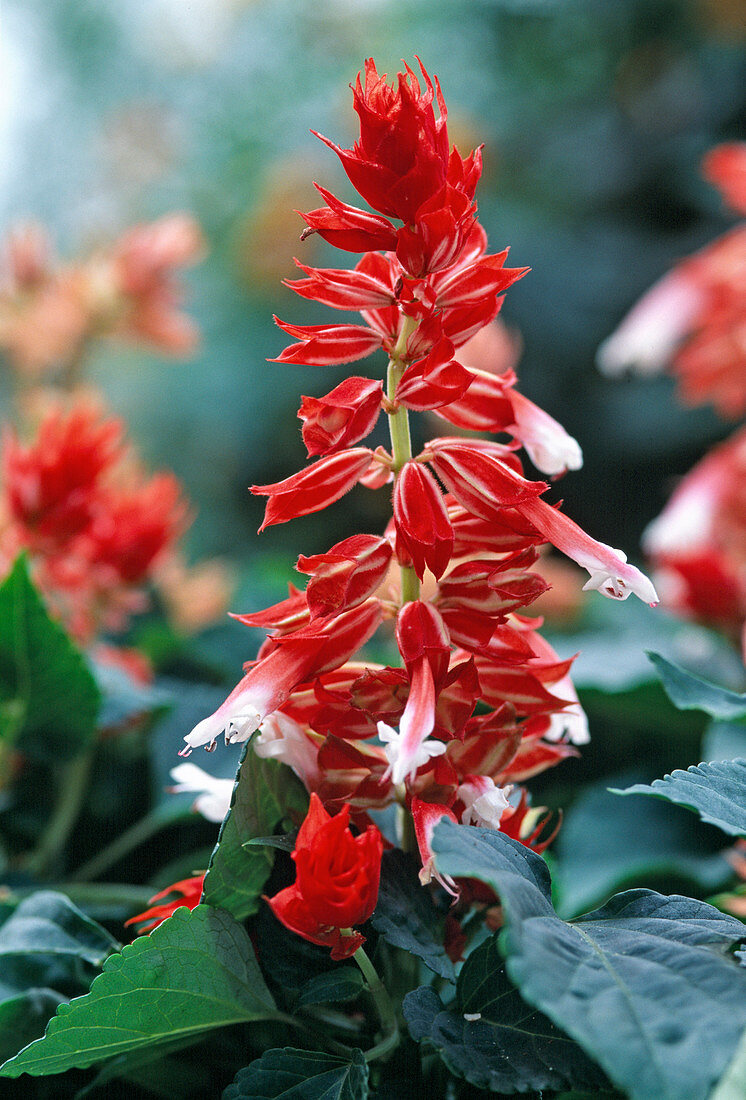 Salvia splendens