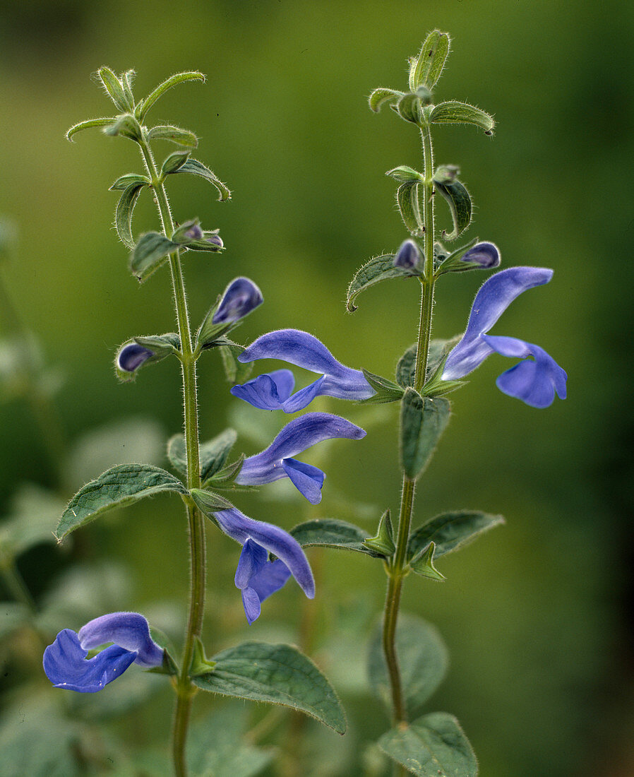 Salvia patens