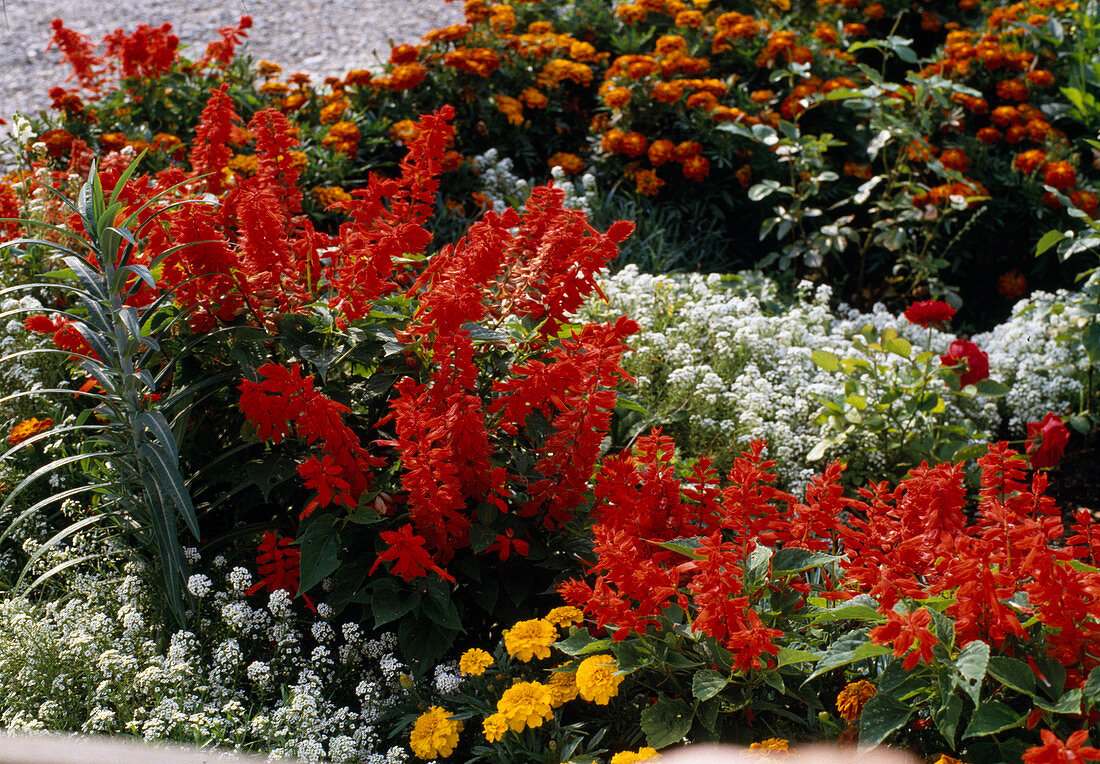 Salvia splendens