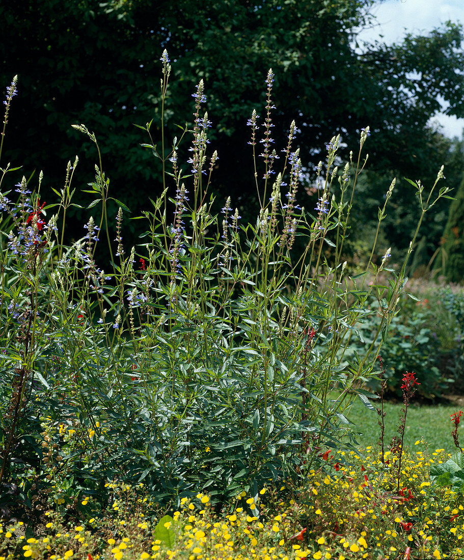 Salvia uliginosa