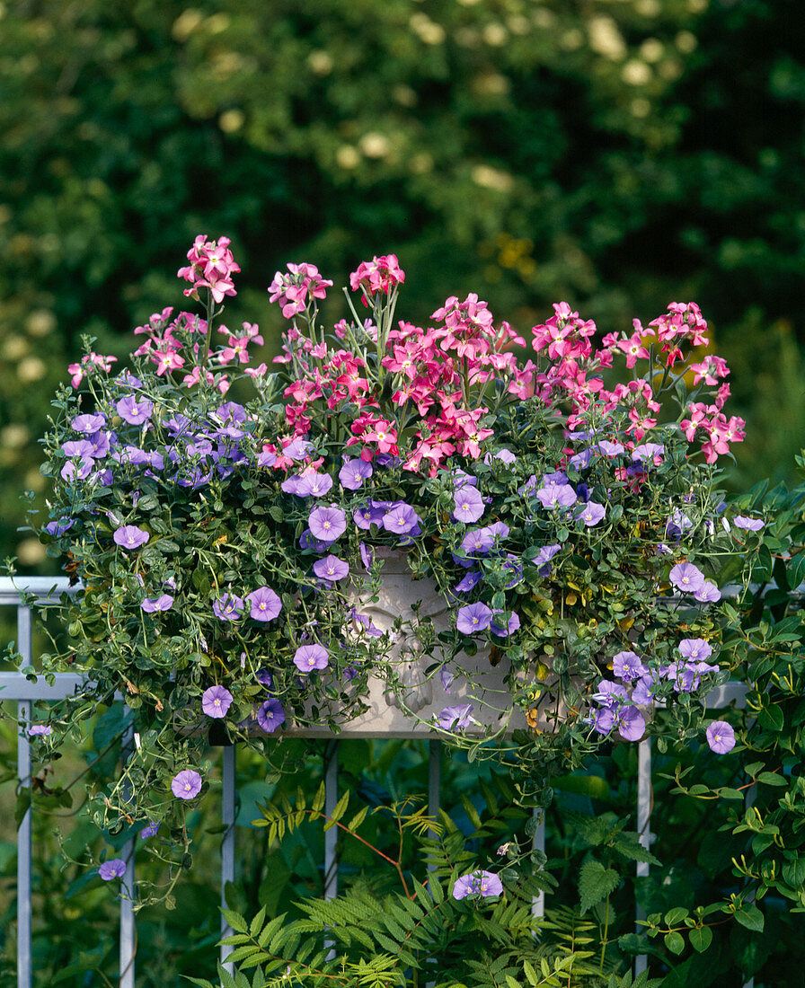 Matthiola incana, Convolvulus 'Blue Mauritius'