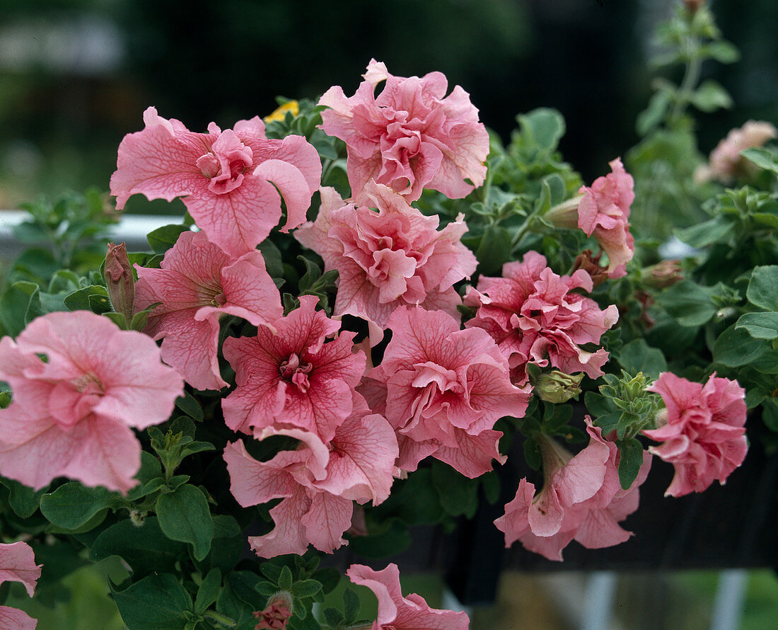 Gefüllte Petunia Hybride