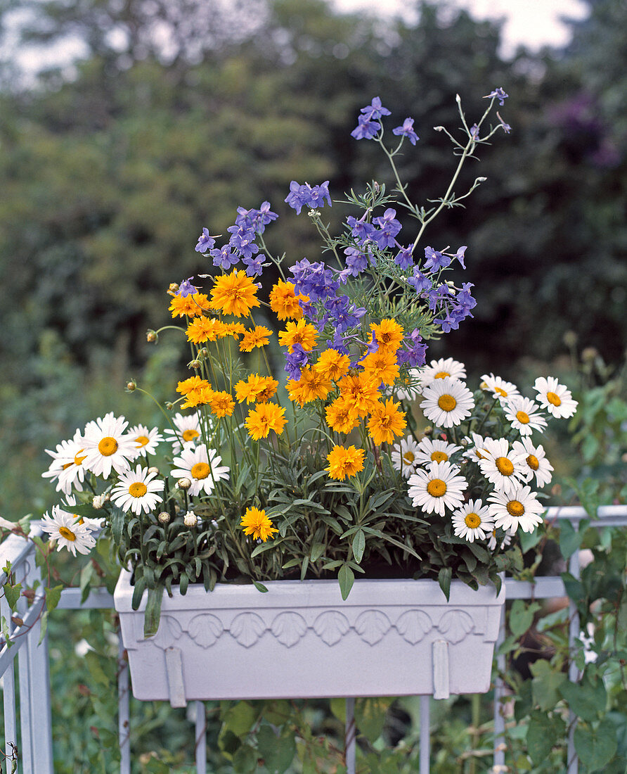 Balcony box with daisies, girl's eye 'Early Sunrise' and delphinium