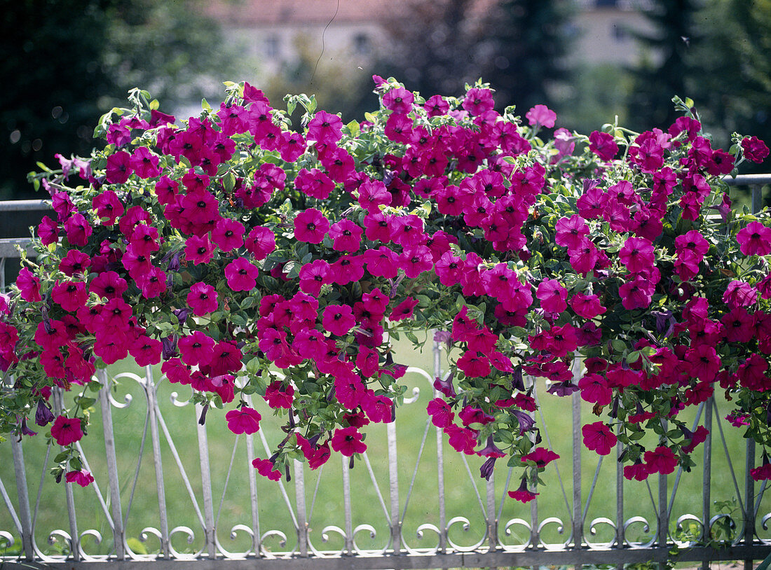 Petunia hybrid