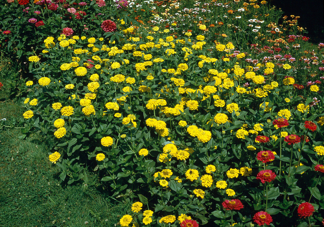 Zinnia elegans 'Yellow Ruffles' (Zinnias)