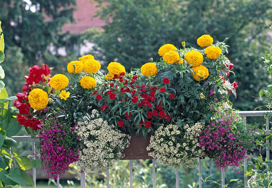 Tagetes 'Perfection Gold', Dianthus 'Pluto Red', Begonia