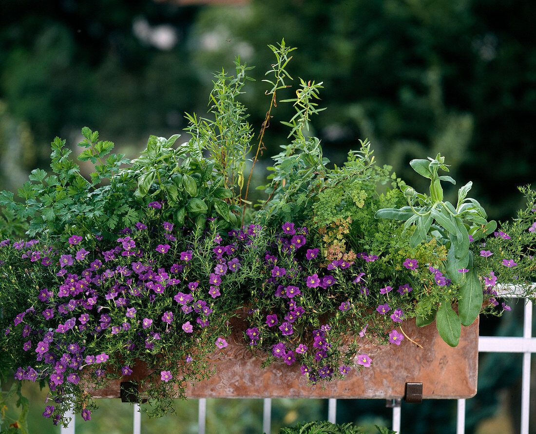 Nierembergia repens, basil, parsley