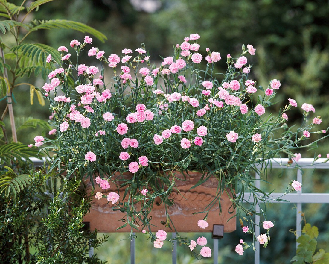 Dianthus hybrid 'Julia'