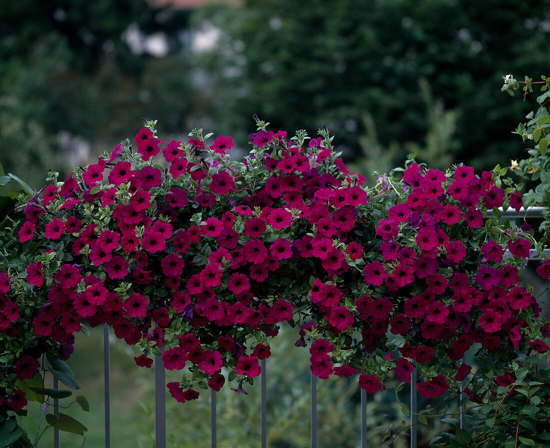 Petunia-Hybr. Surfinia 'Revolution'