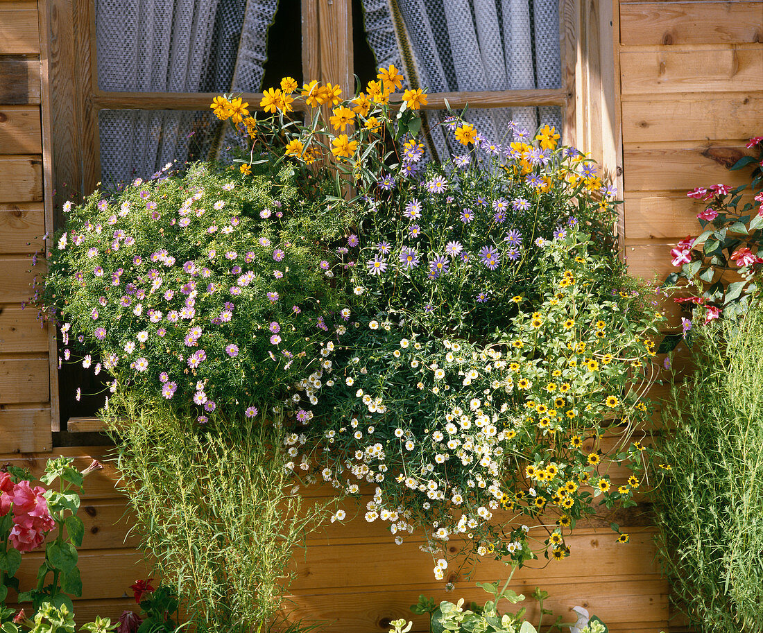 Brachyscome, Zinnia angustifolia, Felicia amelloides