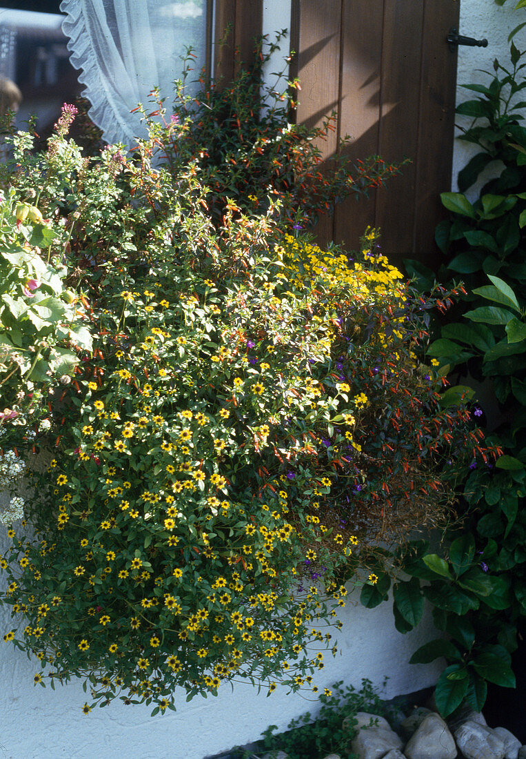 Sanvitalia procumbens, Cuphea ignea