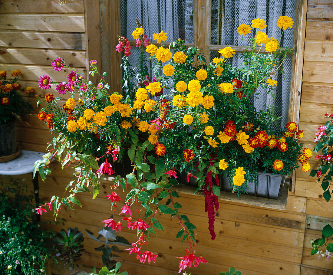 Tagetes Patula, Begonia Pendula-Hybride