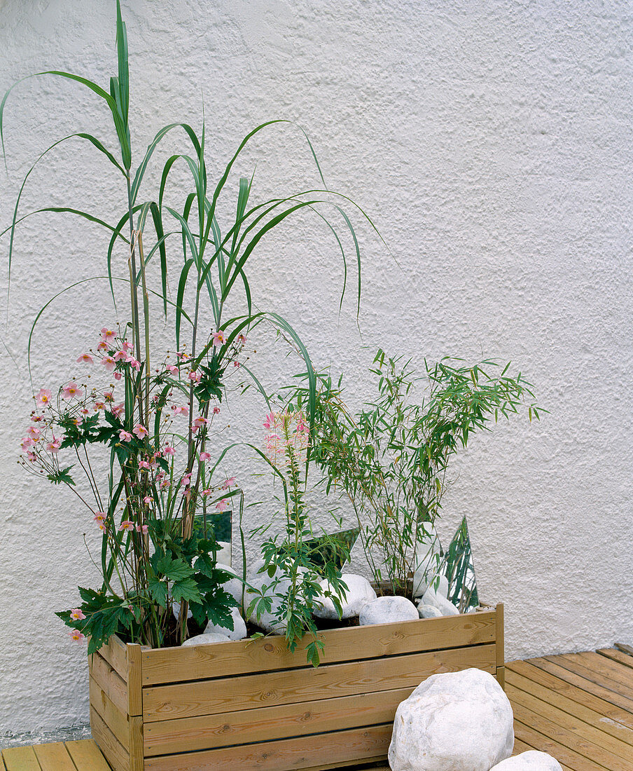 Container: Miscanthus japonicus, Anemone japonica