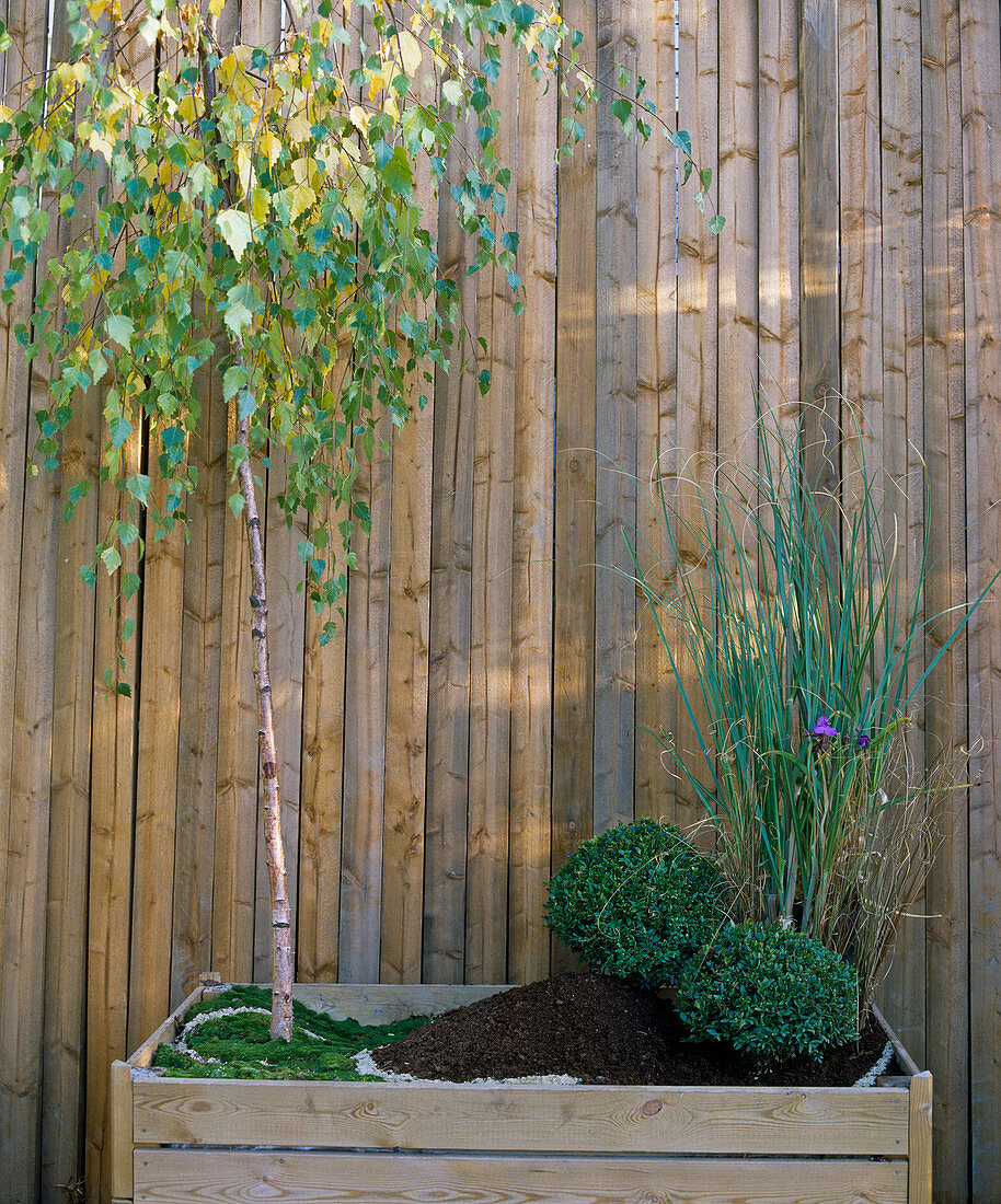 Strictly planted container: weeping birch, boxwood, pampas grass