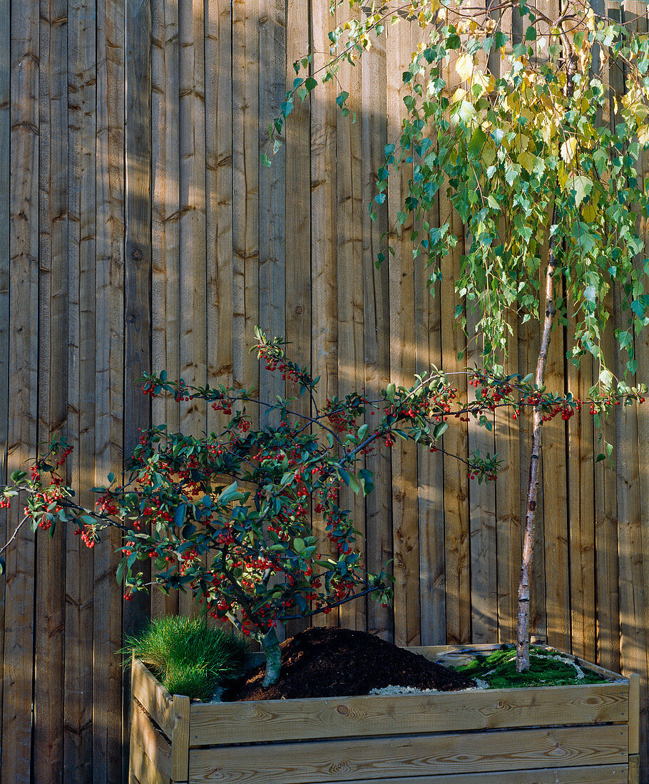 Betula verrucosa 'Youngii', Malus sargentii, Festuca scoparia