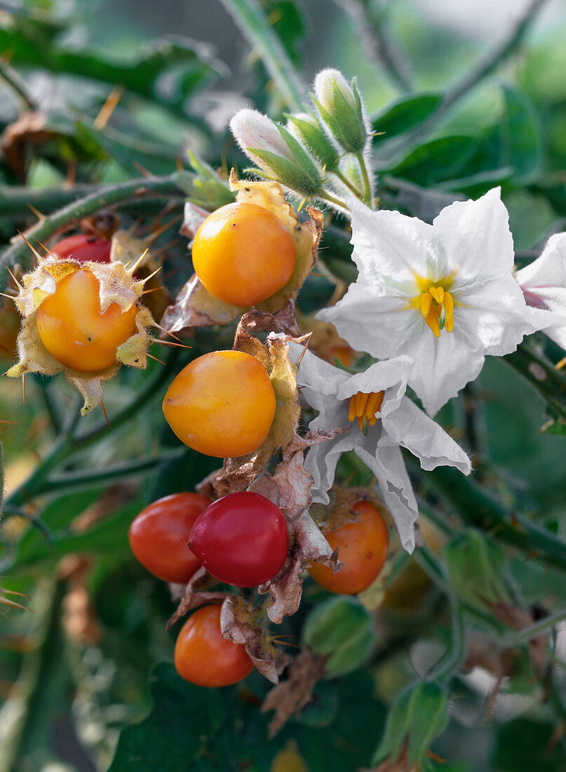 Solanum sisymbriifolium