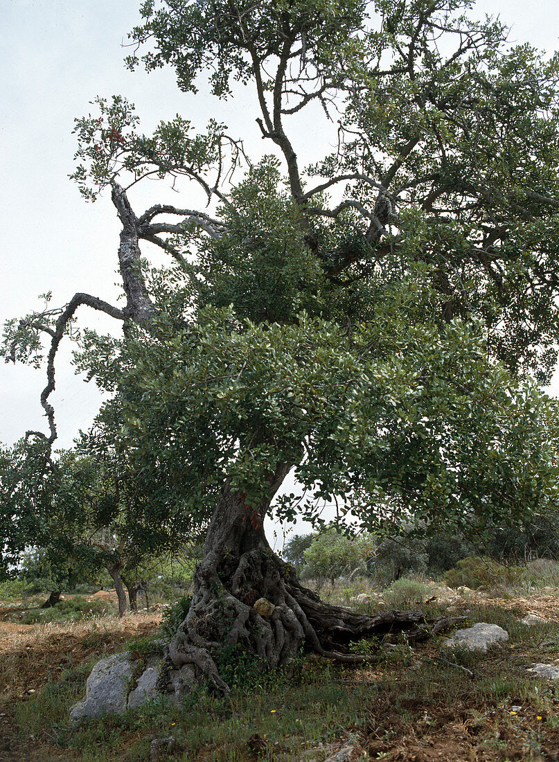 Quercus suber (Cork Oak)