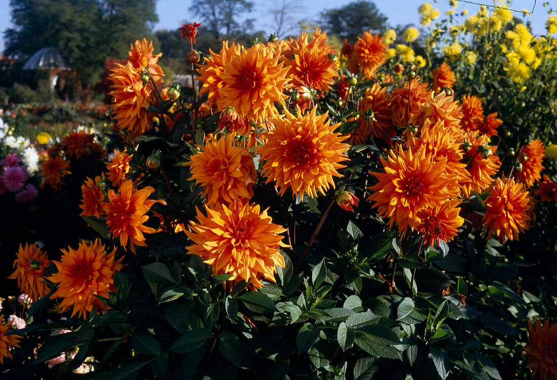 Semi-cactus dahlia