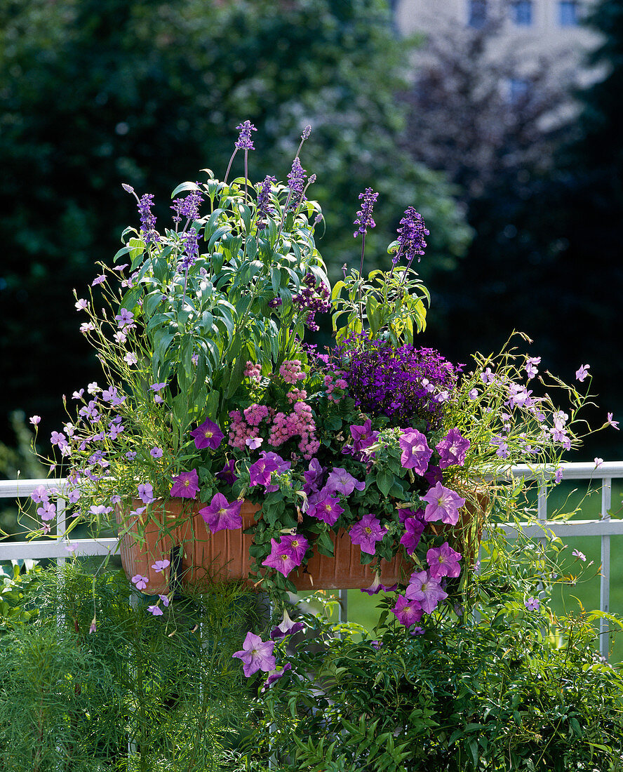 Blue balcony combination with Viscaria, Salvia