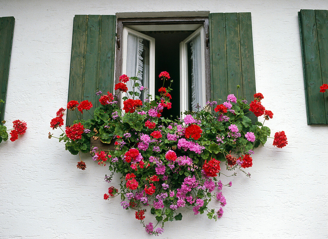 Geranium balcony box